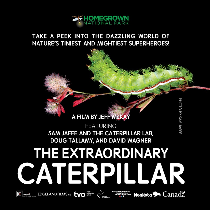 Movie Night: The Extraordinary Caterpillar