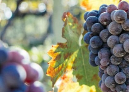 Tiered Winery Rural Residential Expansion Focus Group Meeting #2