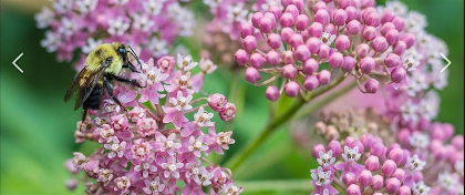 Seeds of the Triad: A Native Plant Seed Saving Workshop
