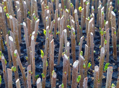 Plant Propagation Workshop