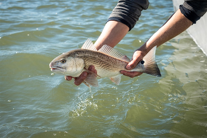 Middle School: Marine Fisheries