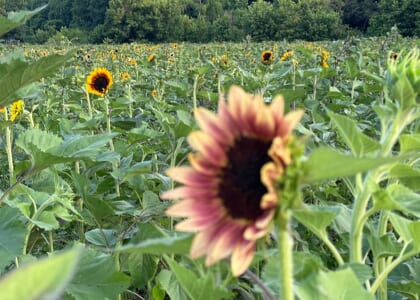 U-Pick Sunflowers & Wildflowers