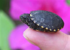 Kiawah Creatures Nature Walk- The Sanctuary
