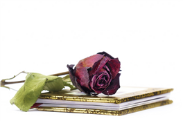 How to Read Poetry