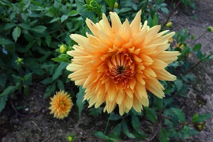 AIB Lawrenceburg Garden Tour 2026