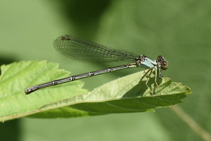 Seminar: Entomology for Naturalists