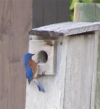 Hernando Audubon Bird Box Buildathon Orlando Sentinel
