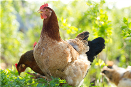 Raising Backyard Chickens: What you need to know before you start