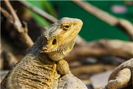 Radical Reptiles