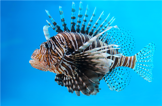 Aquarium After Dark