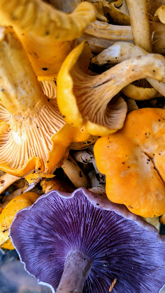 Mushroom Cultivation 101 Workshop