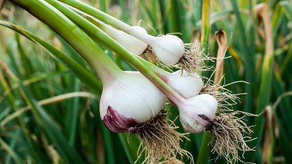 Vampires Beware! Garlic Fest