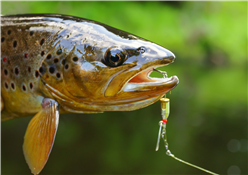 Major League Fishing BFL Regional Tour