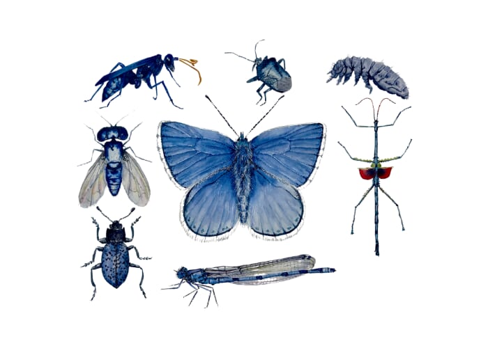 Insect Watercolor Workshop: Anyone Can Paint a Bug!