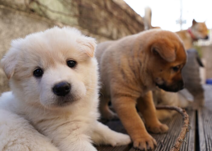 Paws & Portraits: A Puppy Party with Norkova