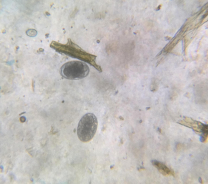 Fecal Egg Counting: Rowan County
