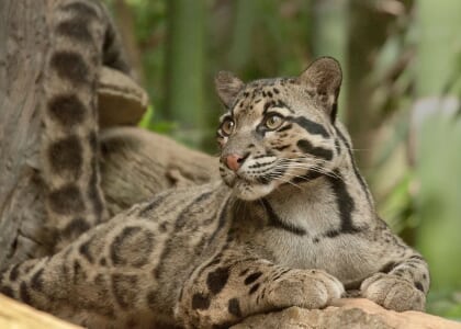 International Clouded Leopard Day