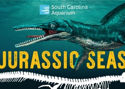 Jurassic Seas at the South Carolina Aquarium