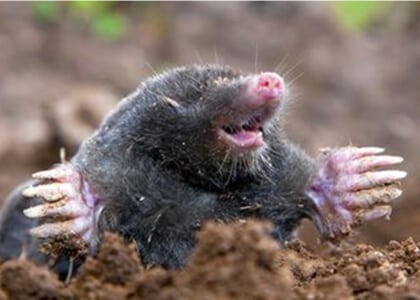 Gophers, Moles, and More