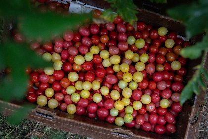 Farmigardeners