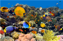 Decoding Dolphin Behavior