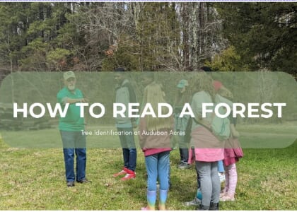 How to Read a Forest - Tree ID at Audubon Acres