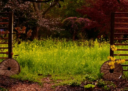 Evening Garden Stroll
