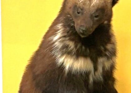 Sensory Saturday: Mammals