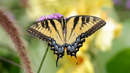 Introduction to Butterfly ID