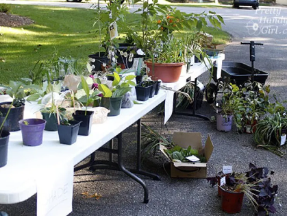 SWAP: Plants