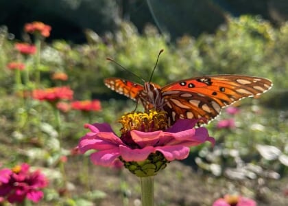 C.P.A. Series - All About Butterflies & Moths with Sharon Mammoser