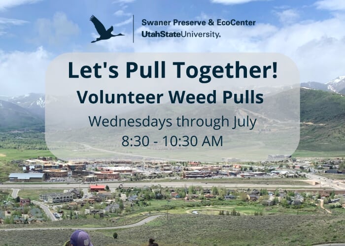 Volunteer Weed Pull
