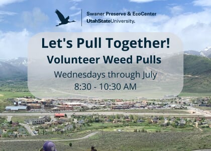 Volunteer Weed Pull