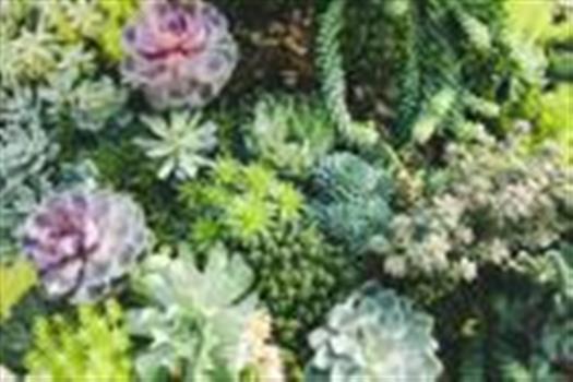 Central Coast Cactus Succulent Society Show And Sale Big Big Slo Events
