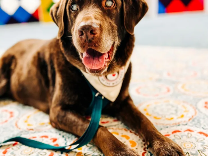 Read to a Therapy Dog