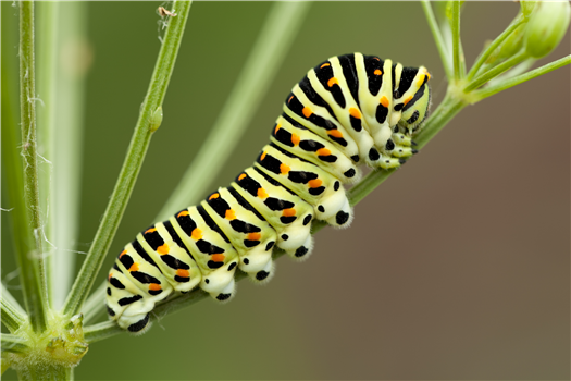 Butterfly Garden Exploration: Bumblebees