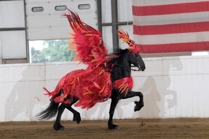 Shop BHC at Rocky Mountain Horse International