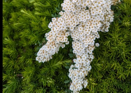 Bulb Planning for Spring