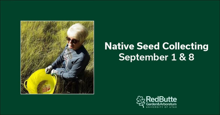 Native Seed Collecting