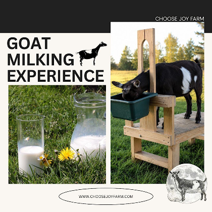 Goat Milking Experience and Class