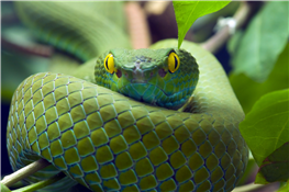 Really Awesome Reptiles