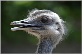Animal Ambassador Care