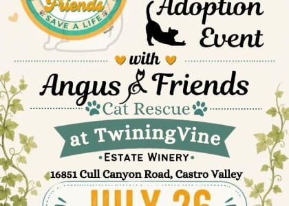 Angus & Friends Cat Rescue Wine & Whiskers Adoption Event in Castro Valley!