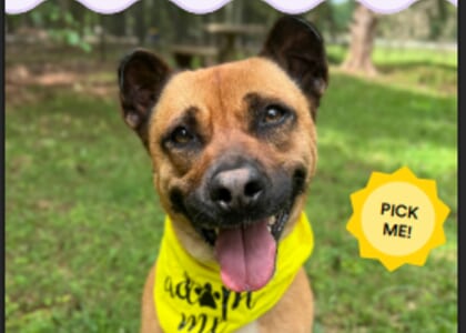 Petco Love Pick Me! SC