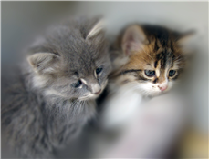 SPCA Florida Cat Adoption Event
