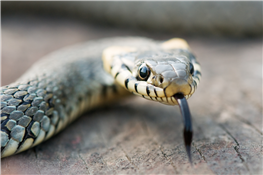 Wild Reptile Adventure ~ Education & Interaction ~ Jungle Retreat