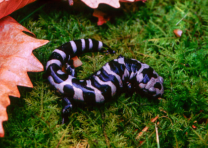 Family Painting Class: Salamander