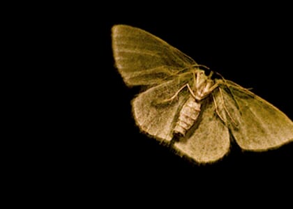 Mystical Moths