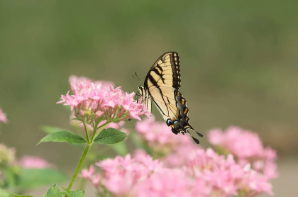 Pollinator Roundtable