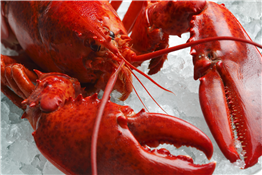 Lobster Dogs + Live Music
